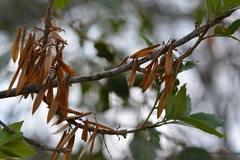 Fraxinus purpusii