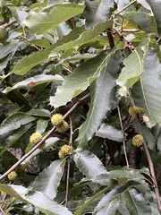 Quercus variabilis, photograph (c) 銀杏, some rights reserved (CC BY)