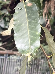 Quercus variabilis, photograph (c) 銀杏, some rights reserved (CC BY)