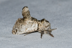 Inguromorpha basalis