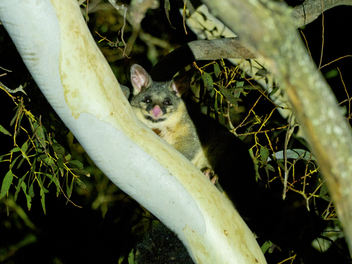 Eastern Brush-tailed Possum