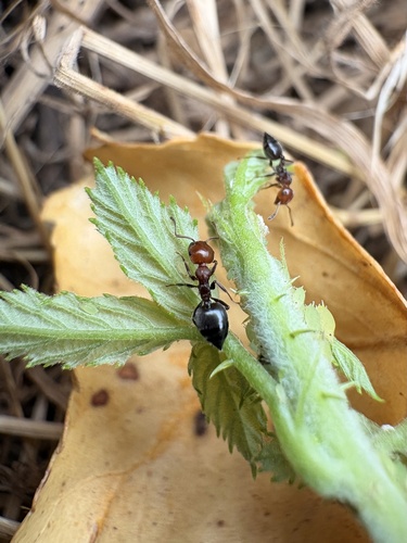 Mediterranean Acrobat Ant