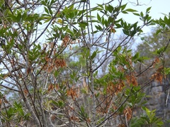 Fraxinus purpusii