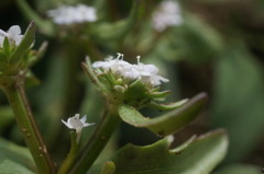 Valerianella echinata