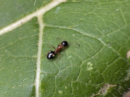 Dolichoderus quadripunctatus