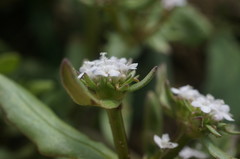 Valerianella echinata