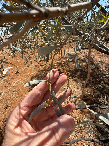 Acacia cambagei observed 2026-08-15