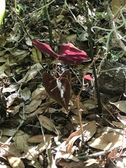 Image of Dioscorea dodecaneura