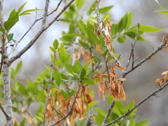 Fraxinus purpusii