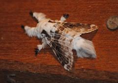 Tolype caieta