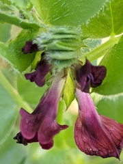 Vicia serratifolia