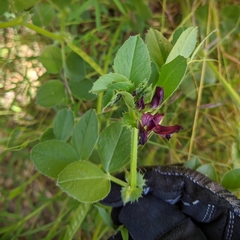 Vicia serratifolia