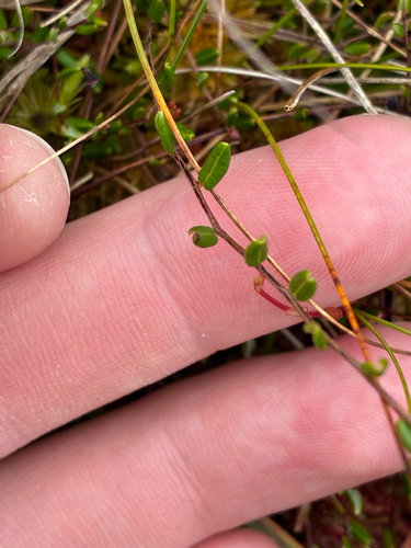 bog cranberry