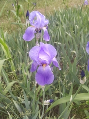 Iris
