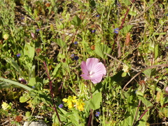 Malope malacoides
