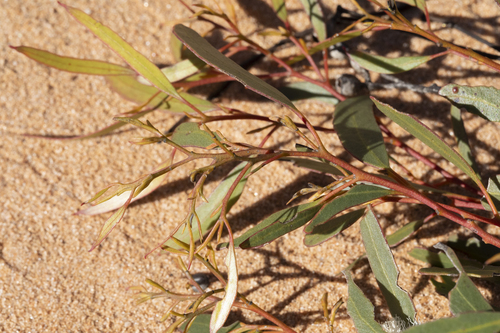Eucalyptus gracilis, photograph 1