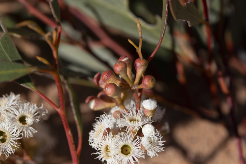 Eucalyptus gracilis