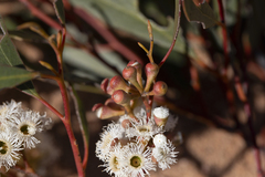 Eucalyptus gracilis