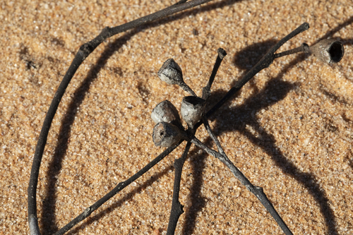 Eucalyptus gracilis, photograph 2