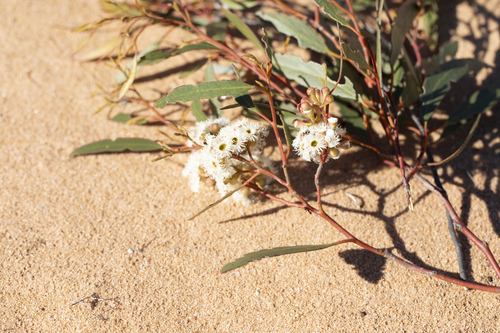 Eucalyptus gracilis, photograph 3