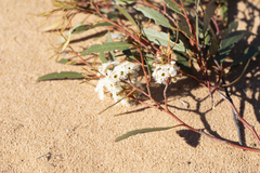 Eucalyptus gracilis, photograph author not stated, no rights reserved