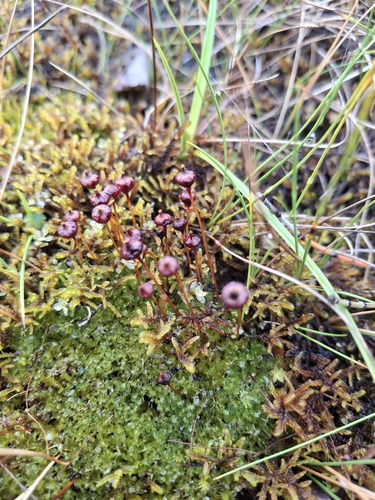 Splachnum vasculosum observed 2026-08-16