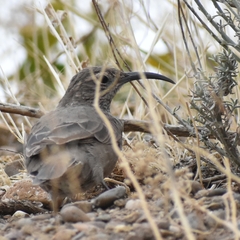 Upucerthia dumetaria