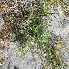 Lavandula angustifolia