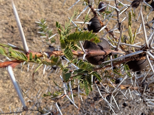 Vachellia drepanolobium