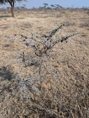 (c) Jono, some rights reserved (CC BY) Vachellia drepanolobium, photograph (c) Jono, some rights reserved (CC BY)