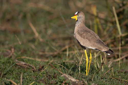 iNaturalist image