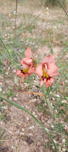 Gladiolus meliusculus