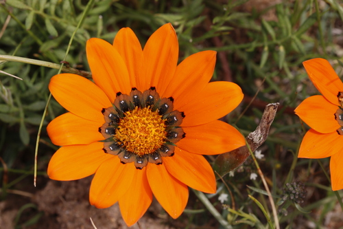Gazania pectinata, photograph 2