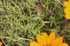Gazania pectinata