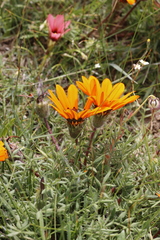 Gazania pectinata, photograph (c) Karen Eichholz, some rights reserved (CC BY)