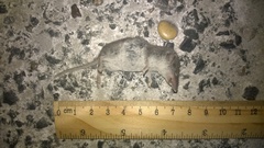 Crocidura leucodon
