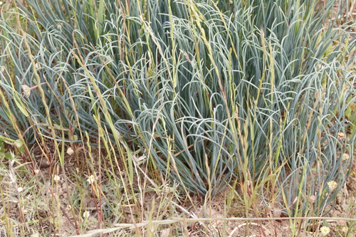 Drimia fragrans