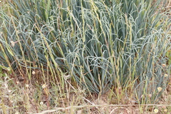 Drimia fragrans