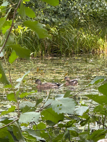 Mallard