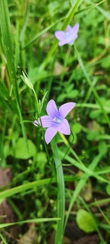 Spreading Bellflower