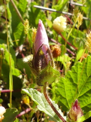 Malope malacoides