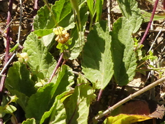 Malope malacoides