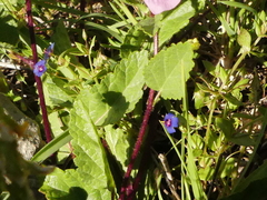 Malope malacoides