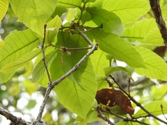 Quercus purulhana