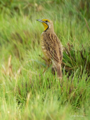 Macronyx fuelleborni