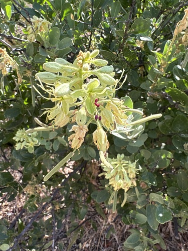 Cadaba kirkii