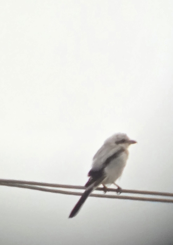 Great Gray Shrike