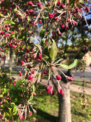 Malus floribunda