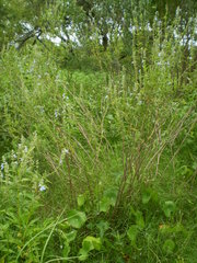 Salvia pallida