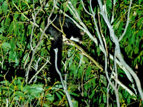 Greater Glider